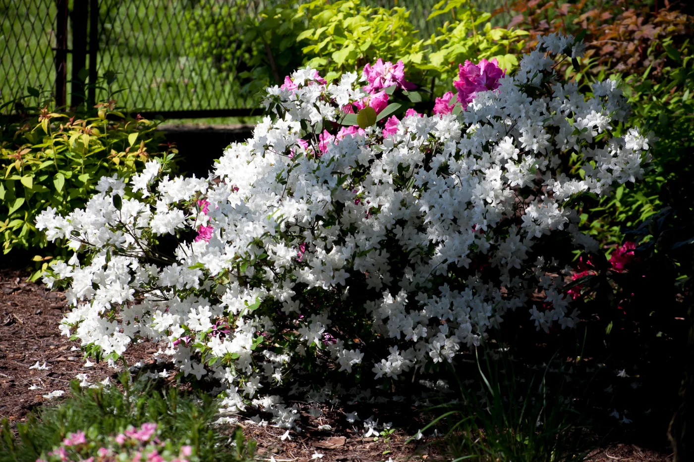 Azalia japońska 'Luzi'