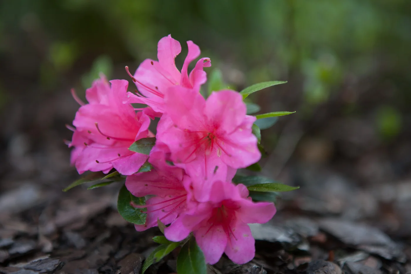 Azalia japońska 'Allotria'