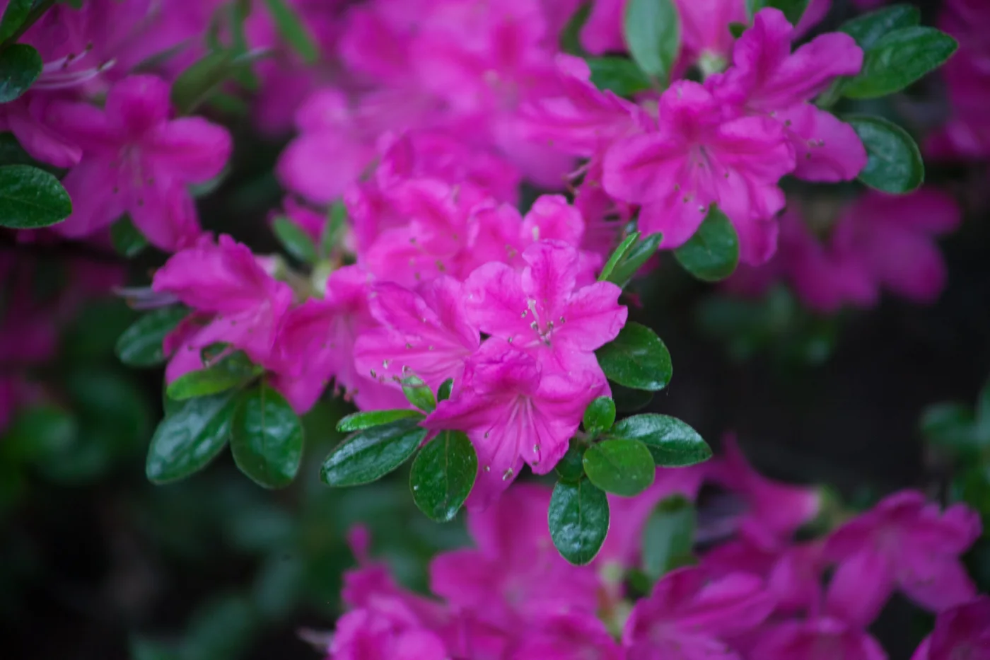 Azalia japońska 'Blaue Donau'