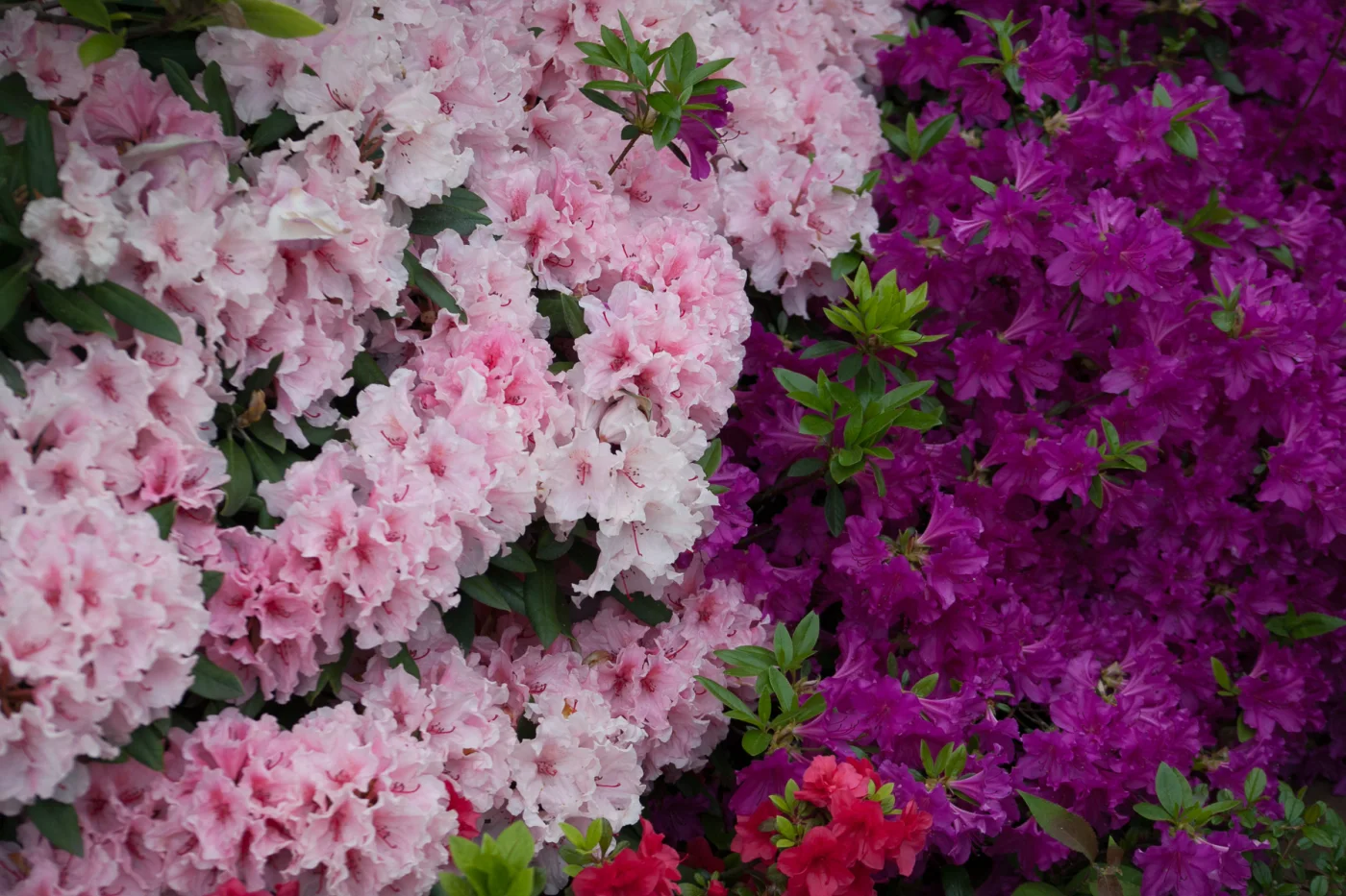 Azalia japońska 'Blaue Donau', Rododendron 'Diadem'