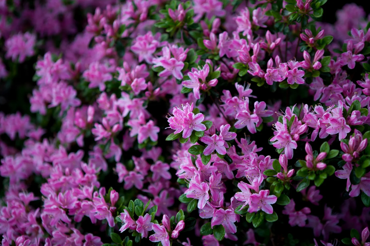 Azalia japońska 'Kermesina Rosé'