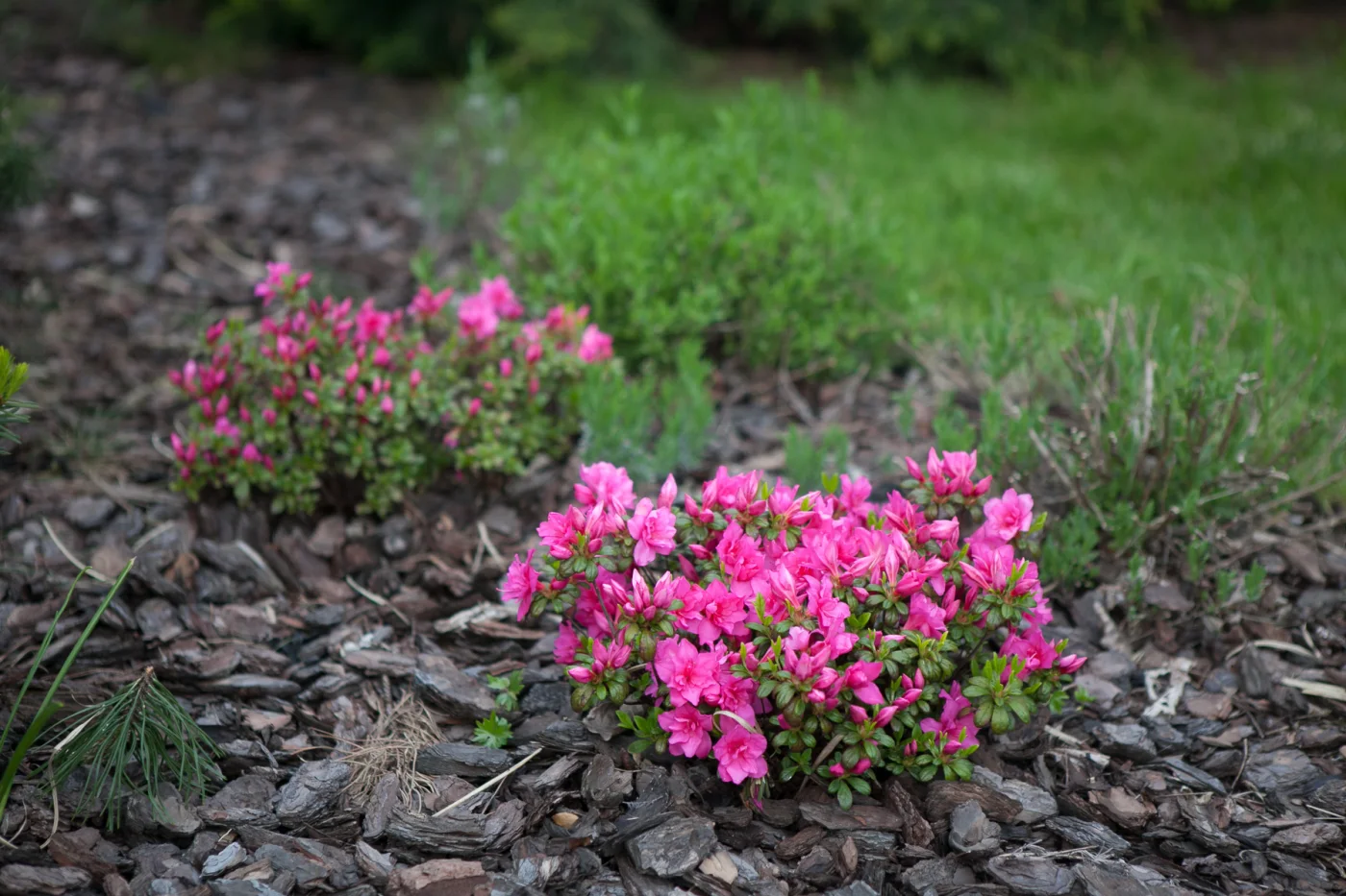 Azalia japońska 'Melina'