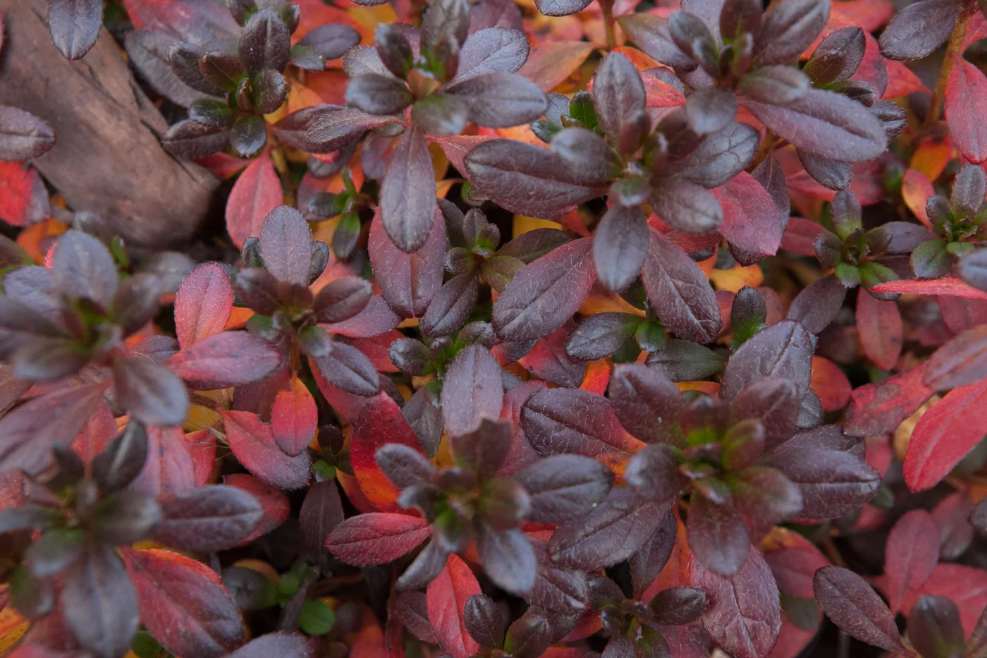 Azalia japońska 'Melina'