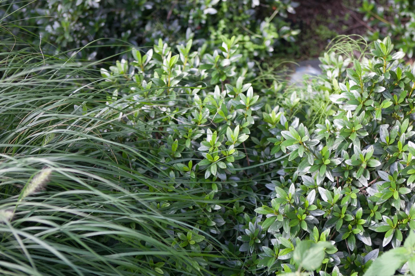Azalia japońska 'Orlice'