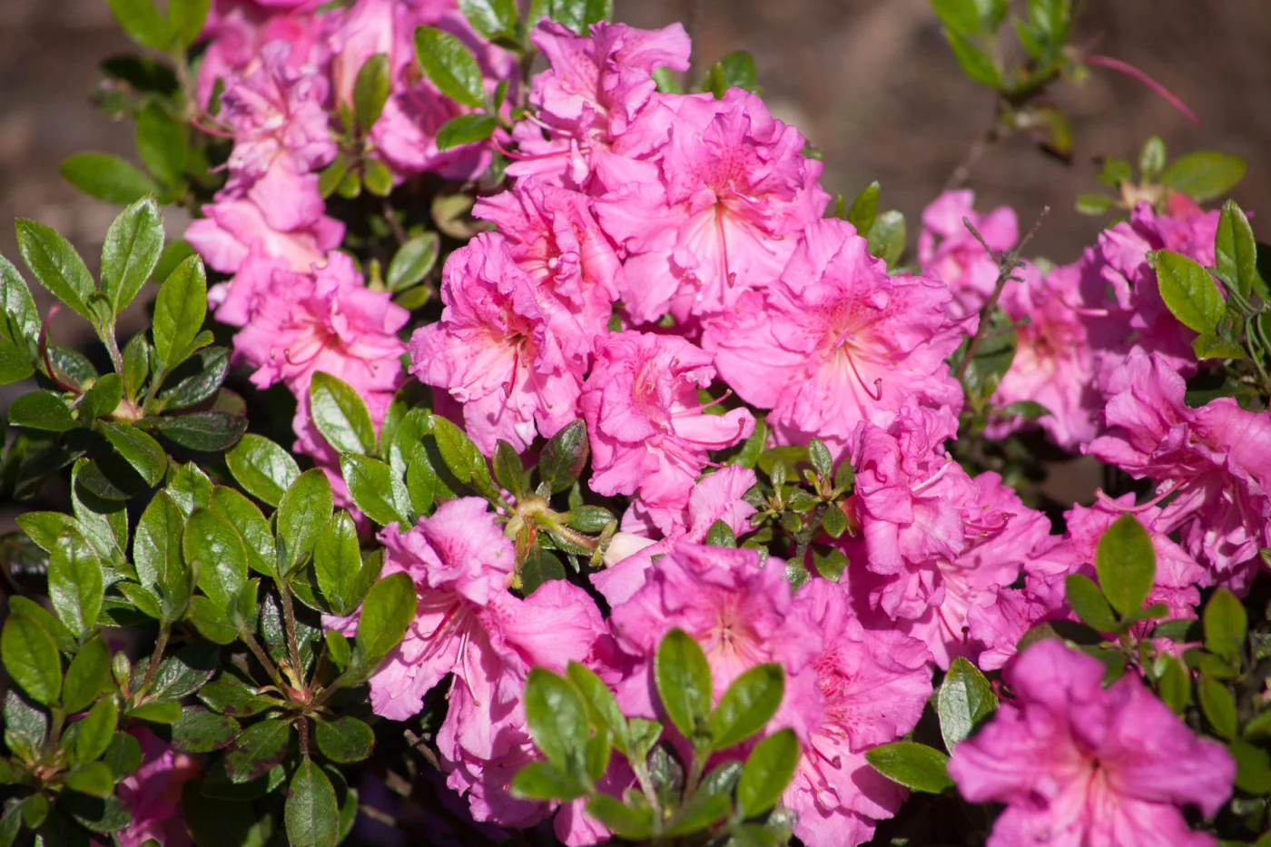 Azalia japońska 'PETTICOAT 'Hachpett''
