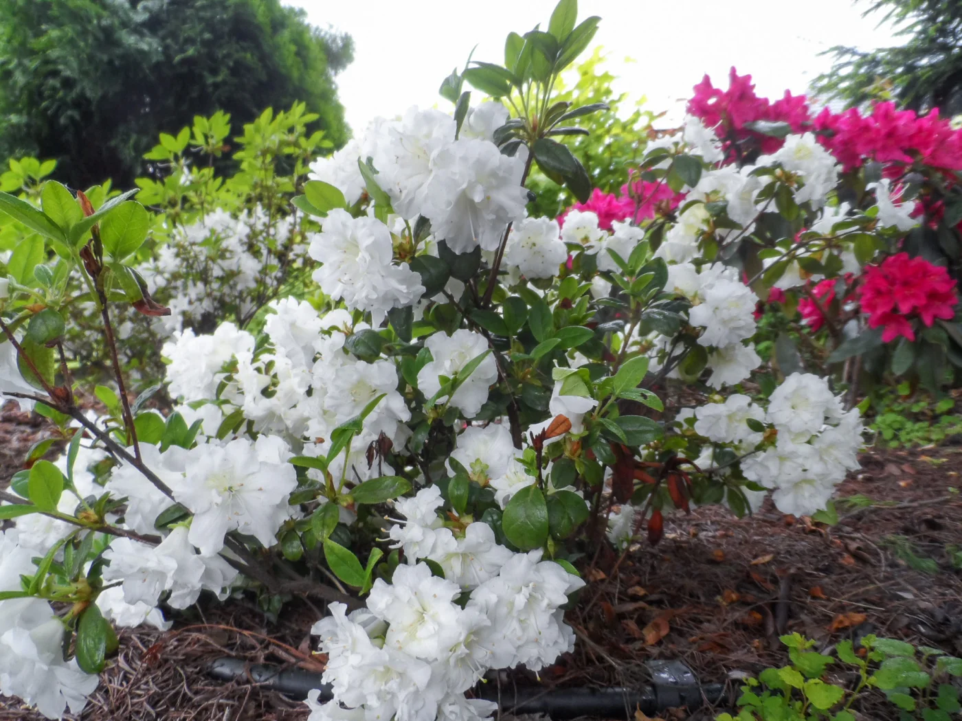 Azalia japońska 'SCHNEEPERLE 'Hachschnee''