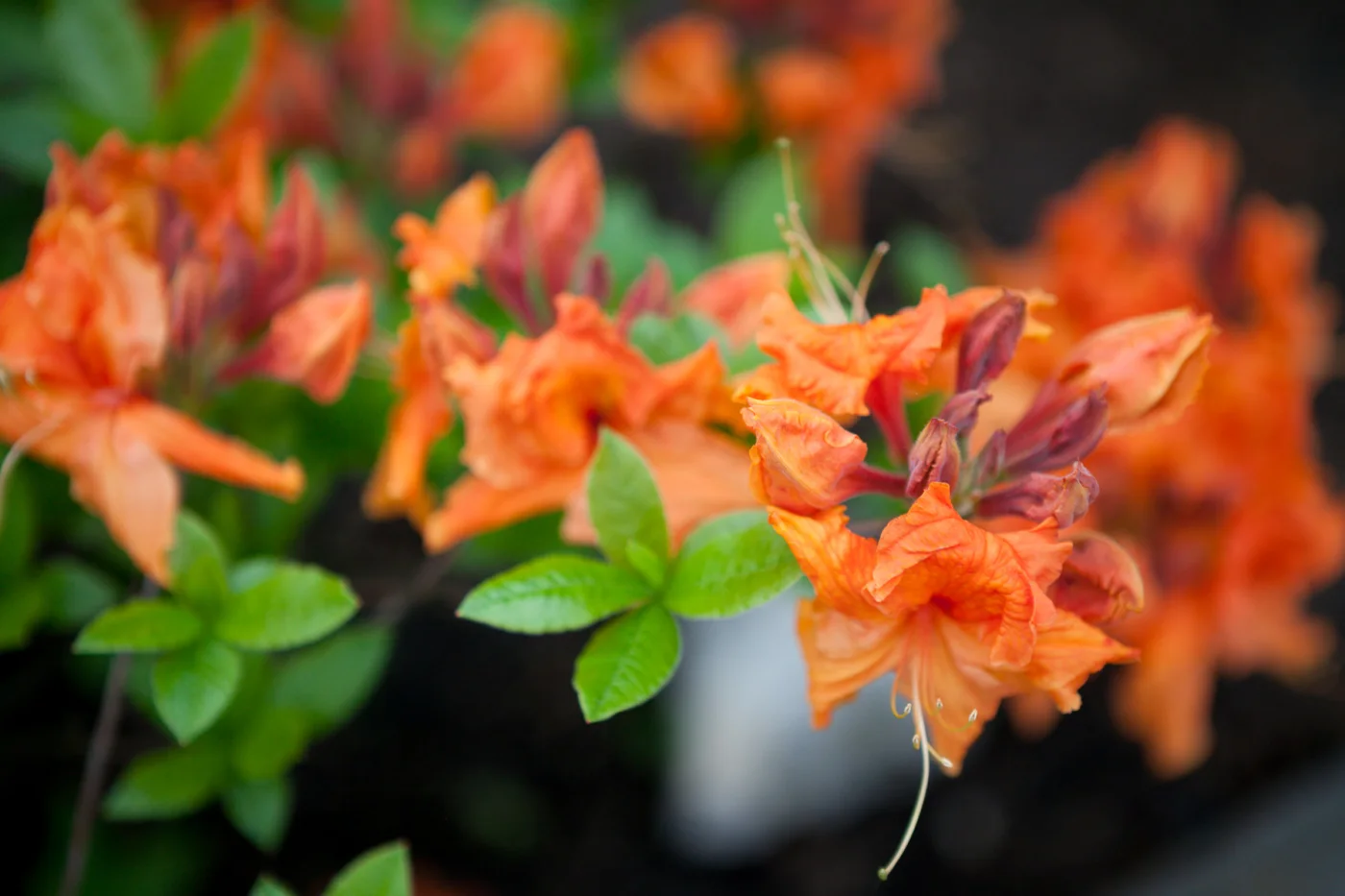 Azalia wielkokwiatowa 'Gibraltar'