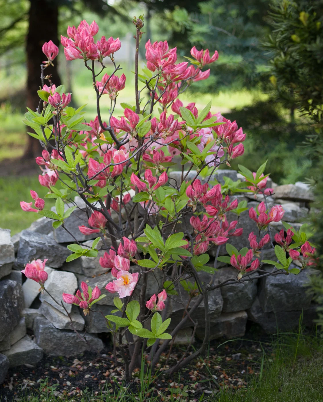 Azalia wielkokwiatowa 'Satomi'