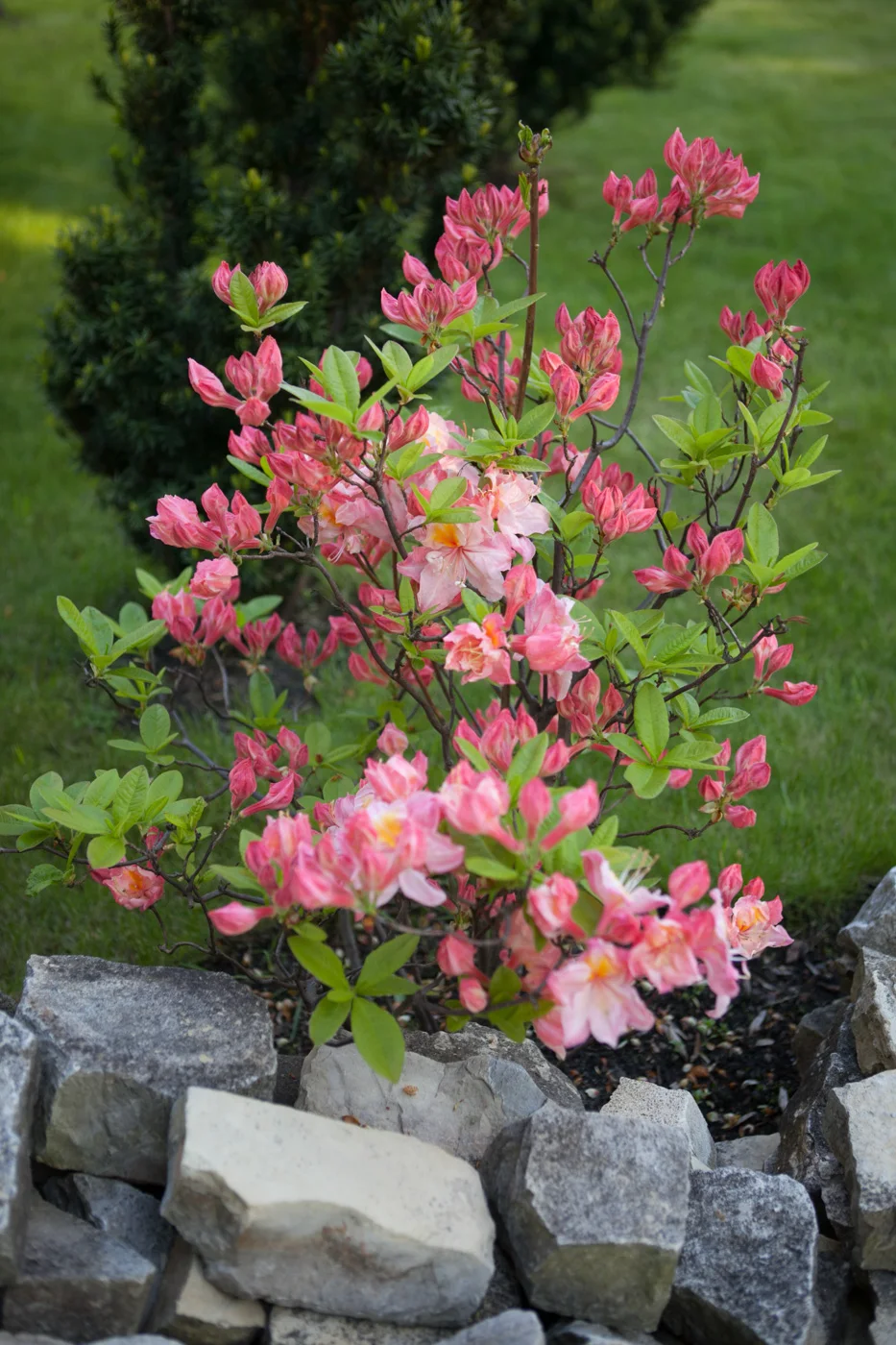 Azalia wielkokwiatowa 'Satomi'