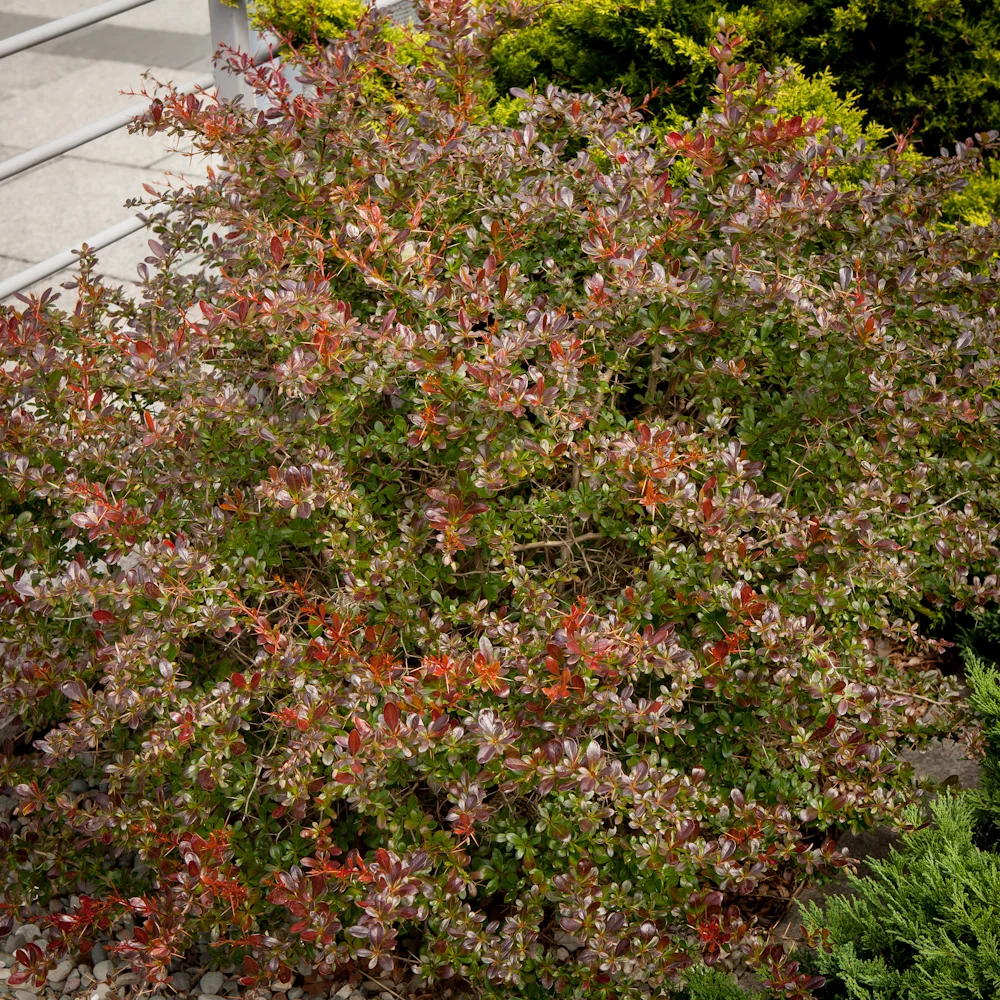 Berberys pośredni 'Red Jewel' berberis thunbergii Red Jewel