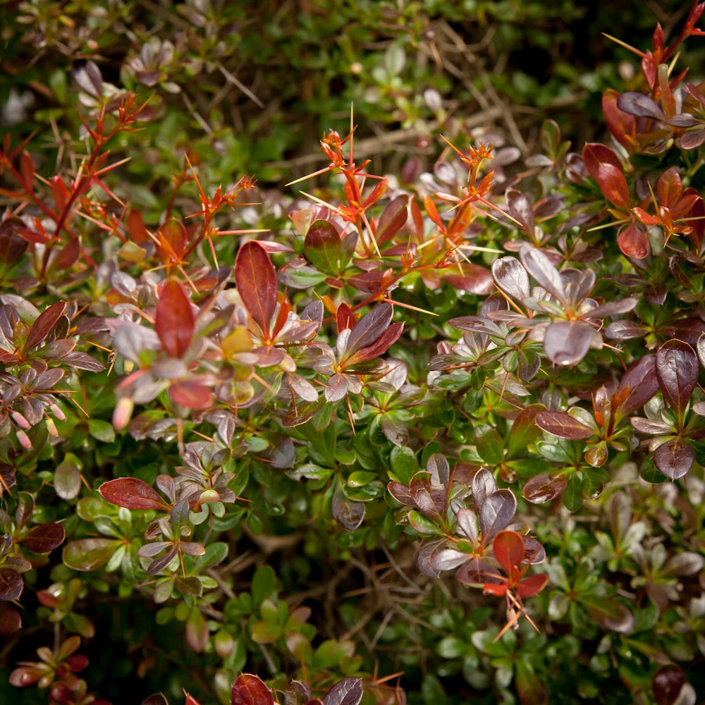 Berberys pośredni 'Red Jewel'