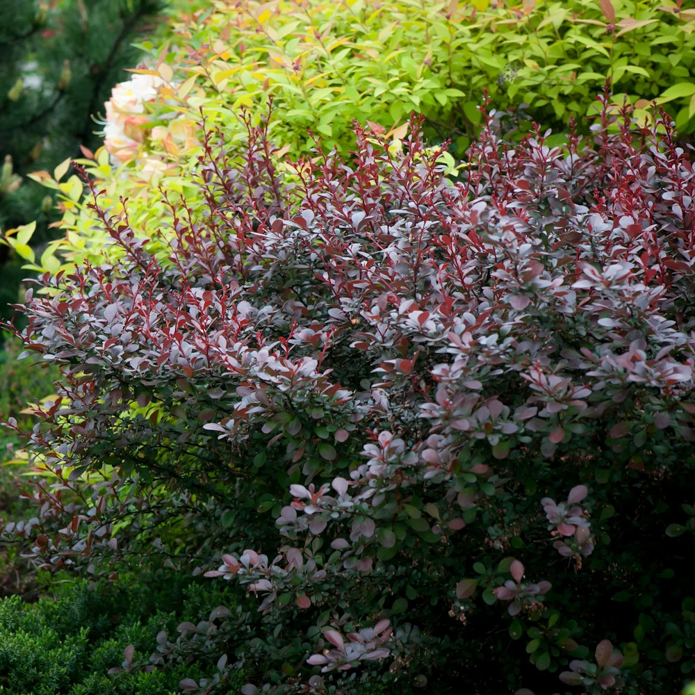 Berberys Thunberga Atropurpurea Nana