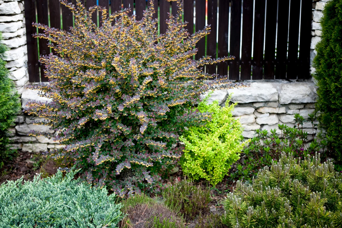 Berberys Thunberga Atropurpurea, Sosna górska Winter Gold