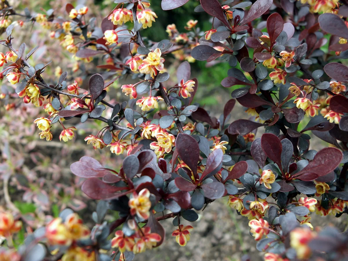 Berberys Thunberga ' Atropurpurea'