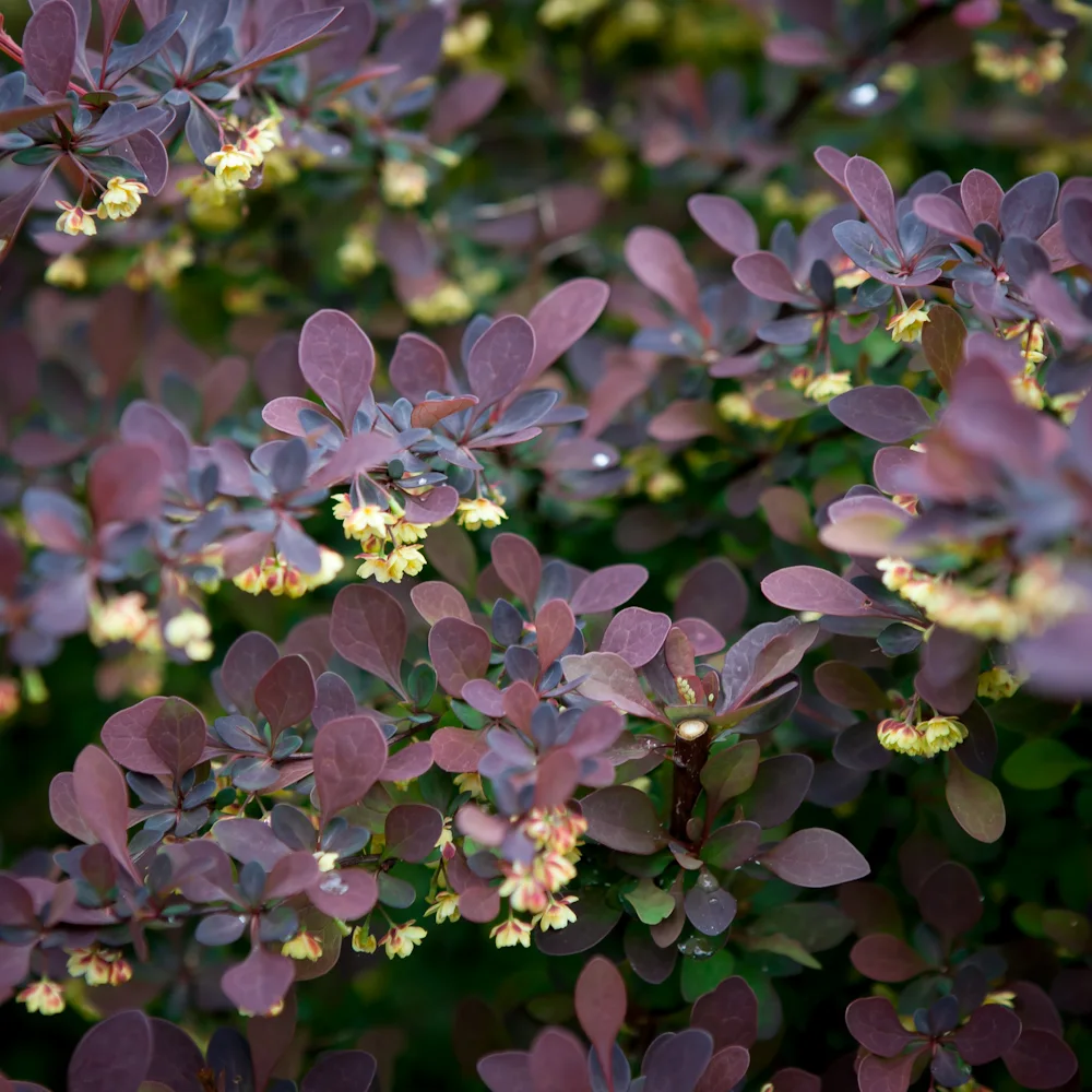 Berberys Thunberga Atropurpurea