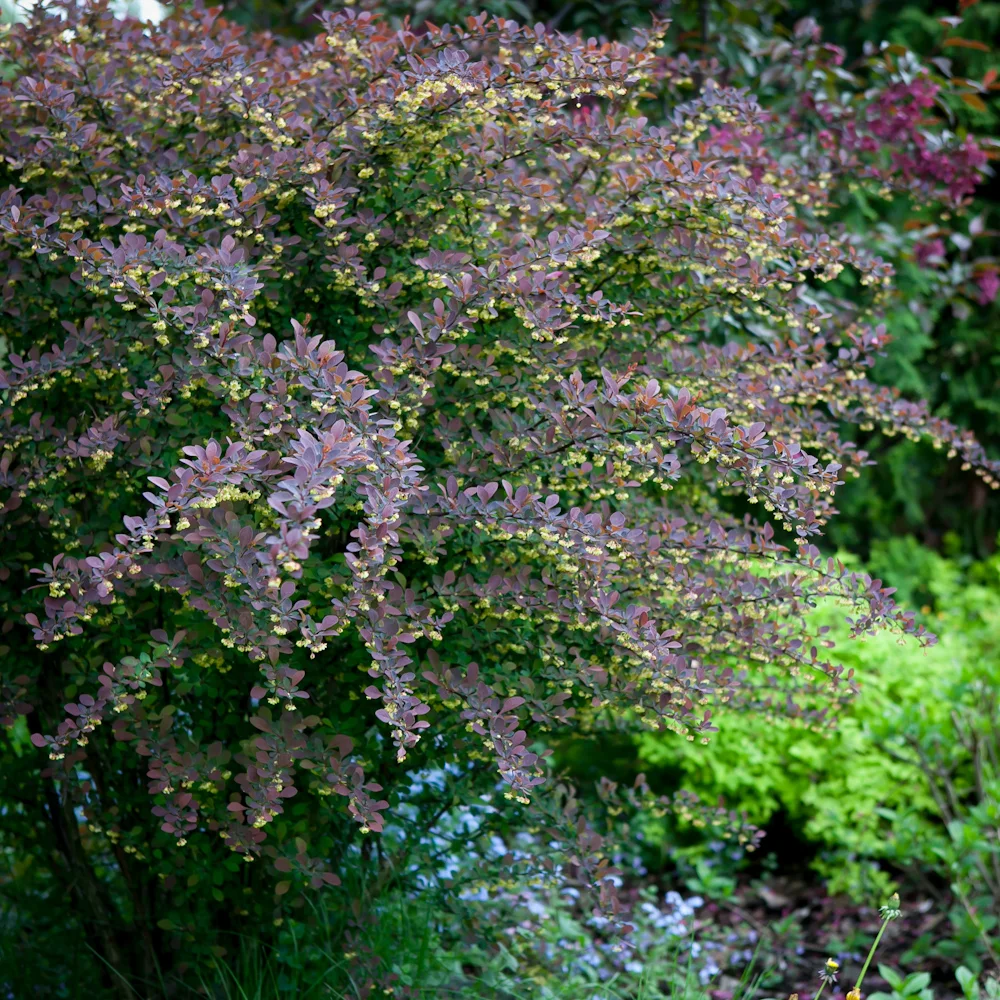 Berberys Thunberga Atropurpurea