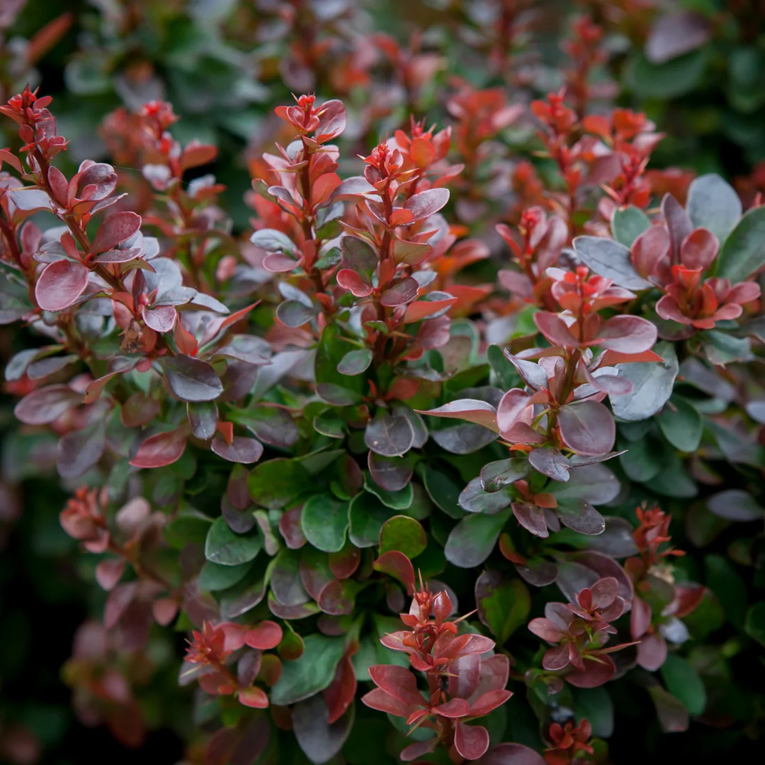 berberys Thunberga Bagatelle