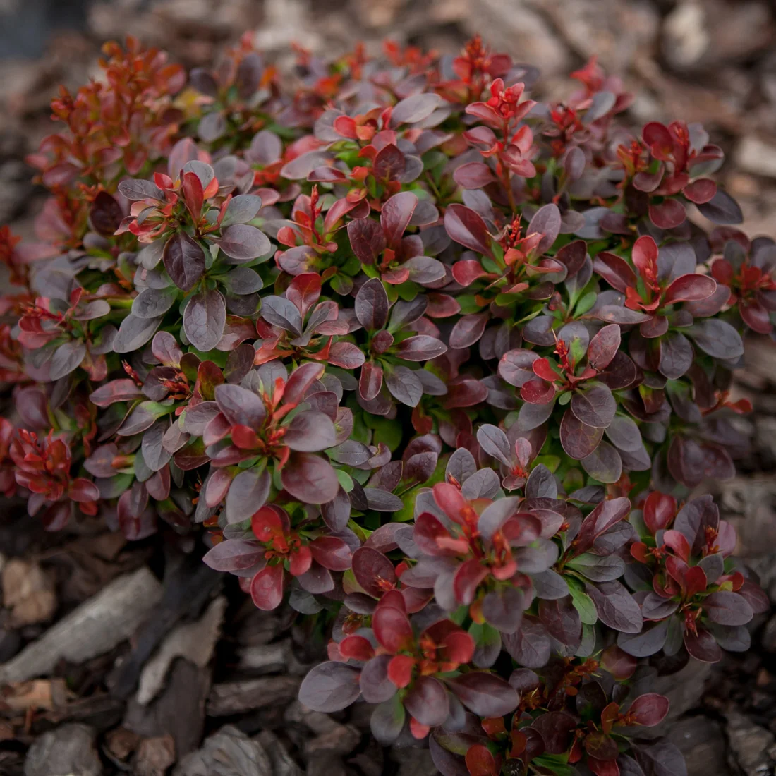 berberys Thunberga Bagatelle