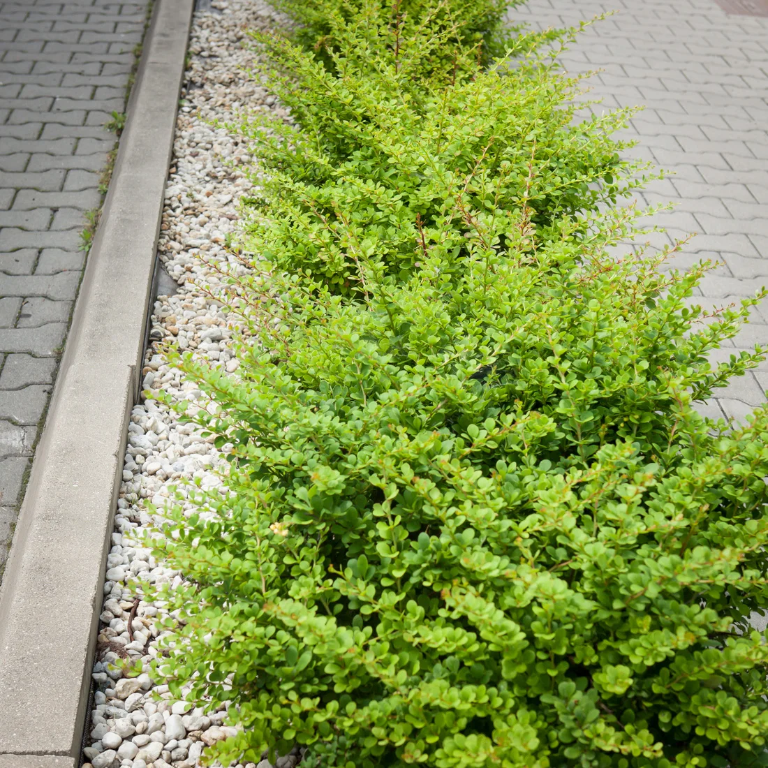 berberys Thunberga Green Carpet