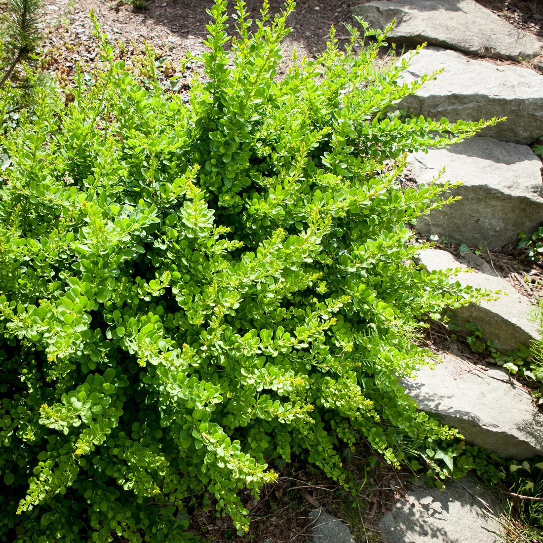 berberys Thunberga Green Carpet