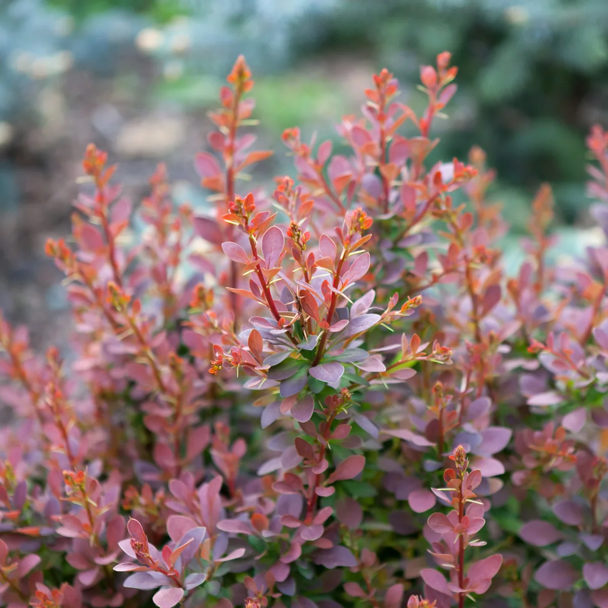 Berberys Thunberga Red Carpet