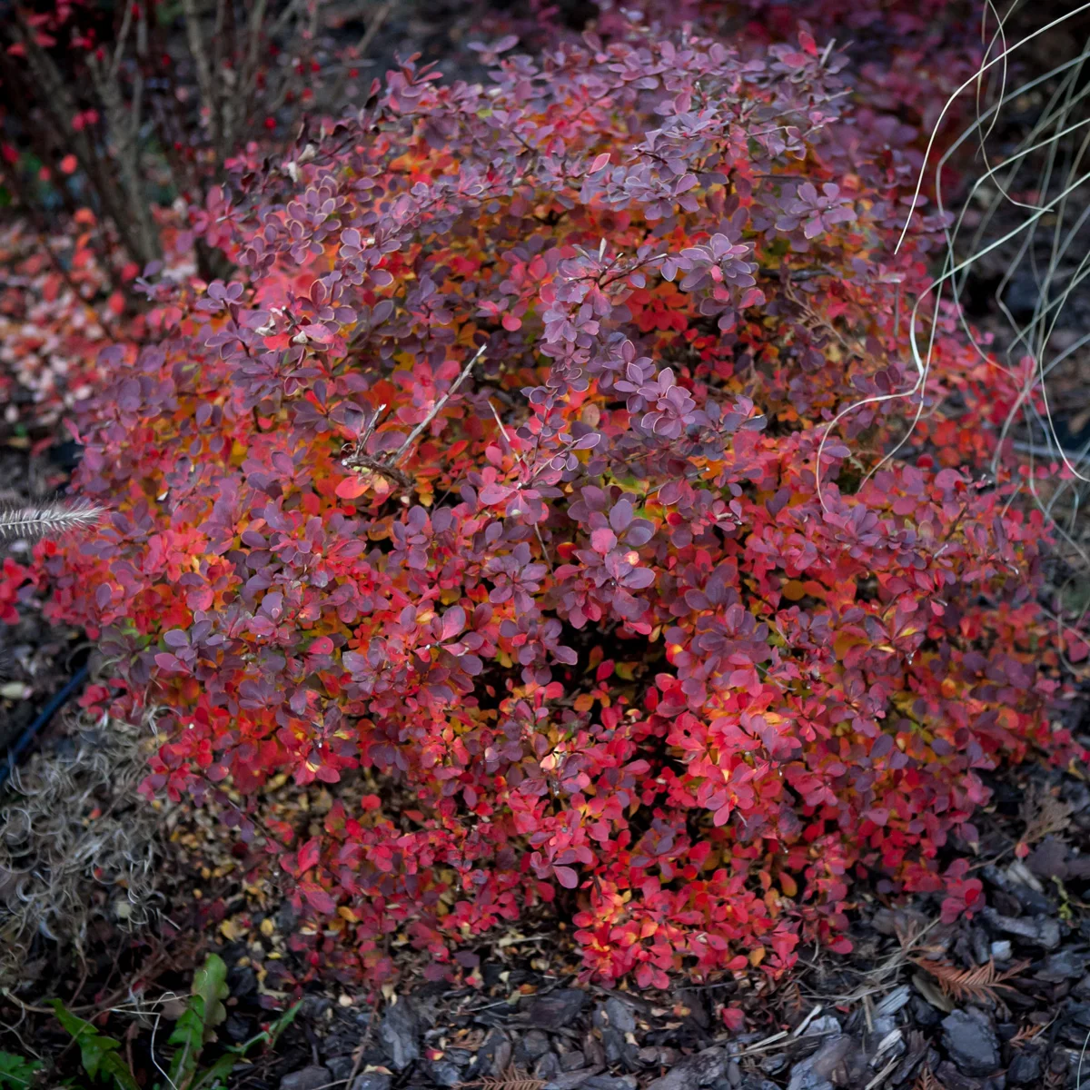 Berberys Thunberga Red Carpet