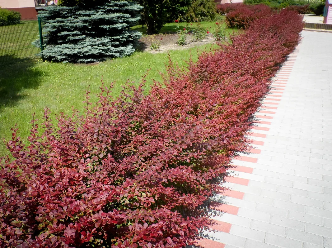berberys thunberga red carpet