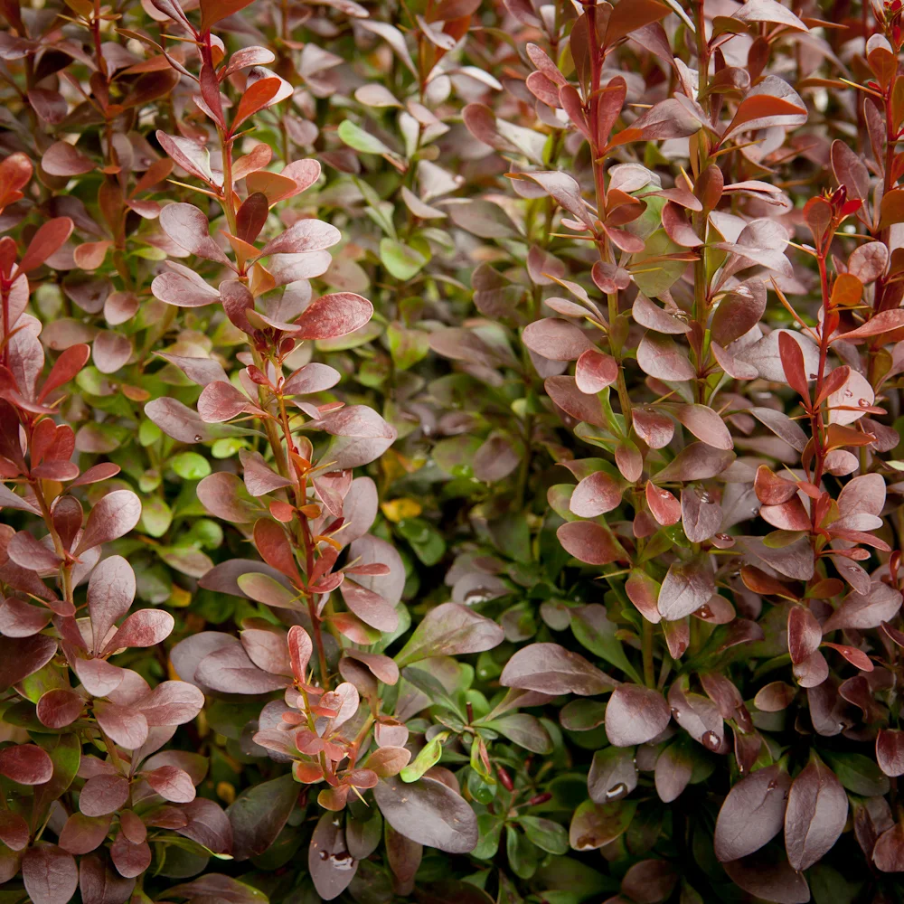 Berberys Thunberga 'Red Pillar'