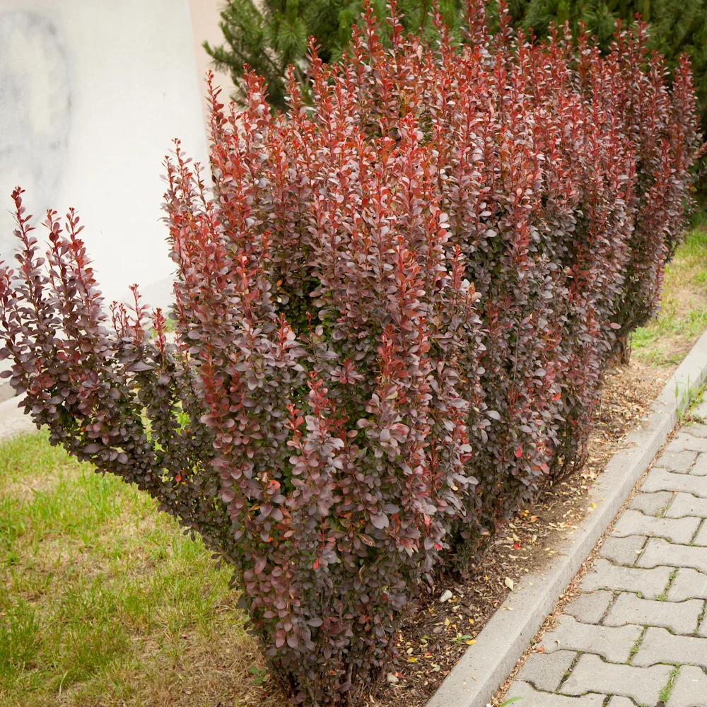 Berberys Thunberga 'Red Pillar'