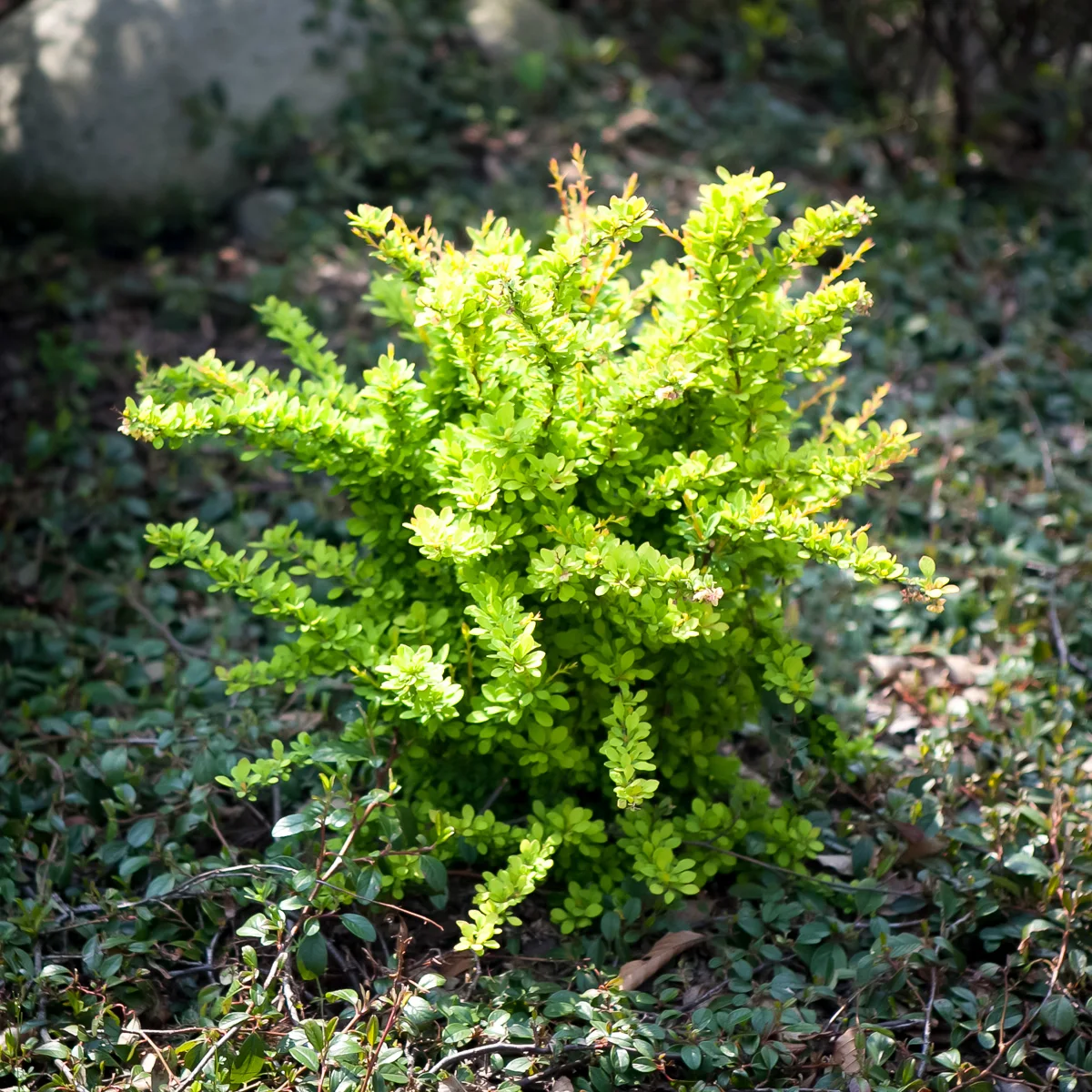 Berberys Thunberga Sunsation