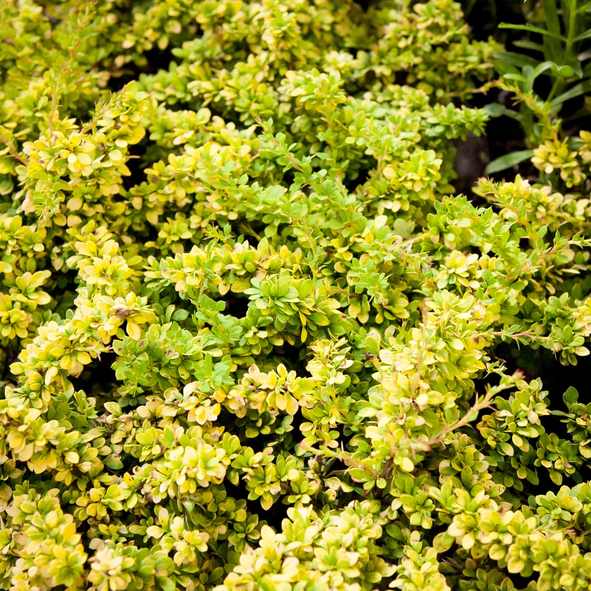 Berberys Thunberga Sunsation