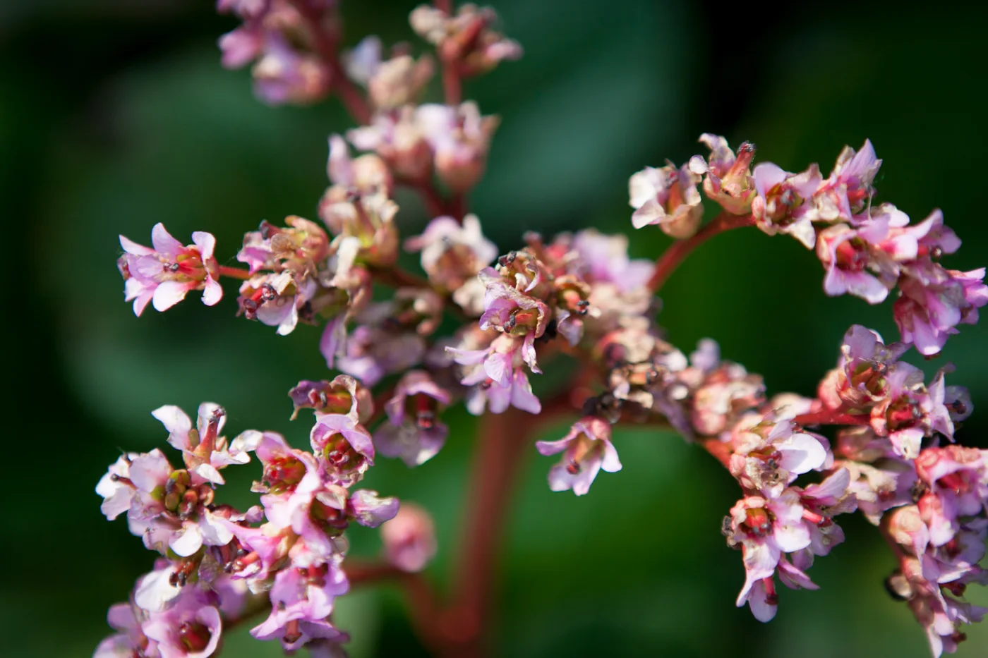 bergenia sercowata kwiaty