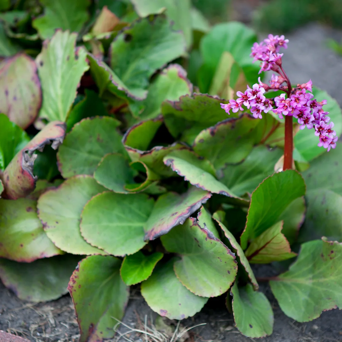 Bergenia sercowata
