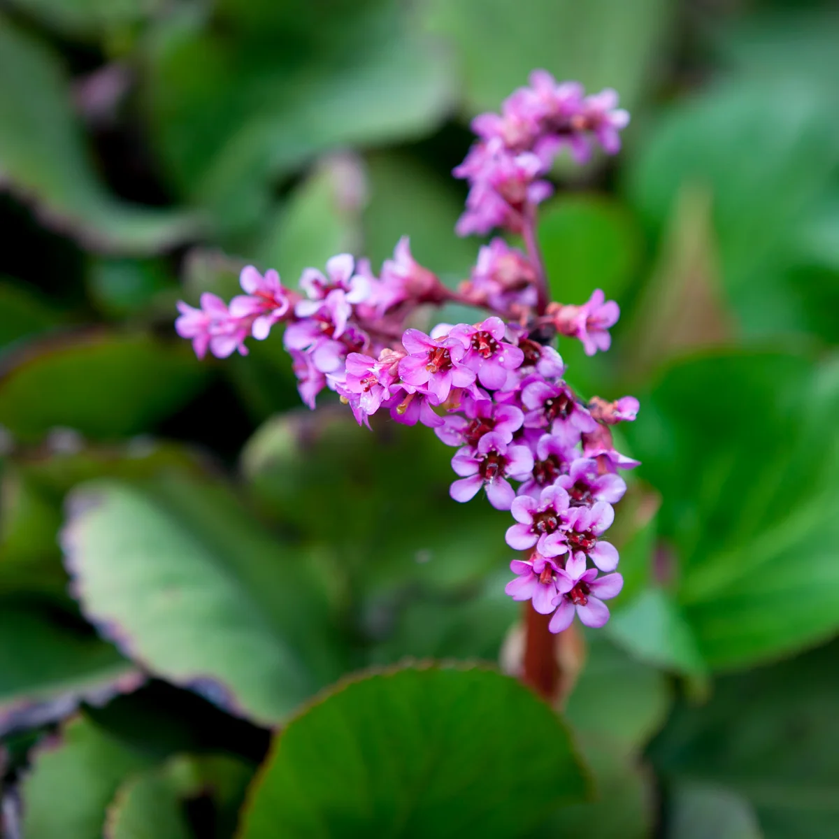 Bergenia sercowata
