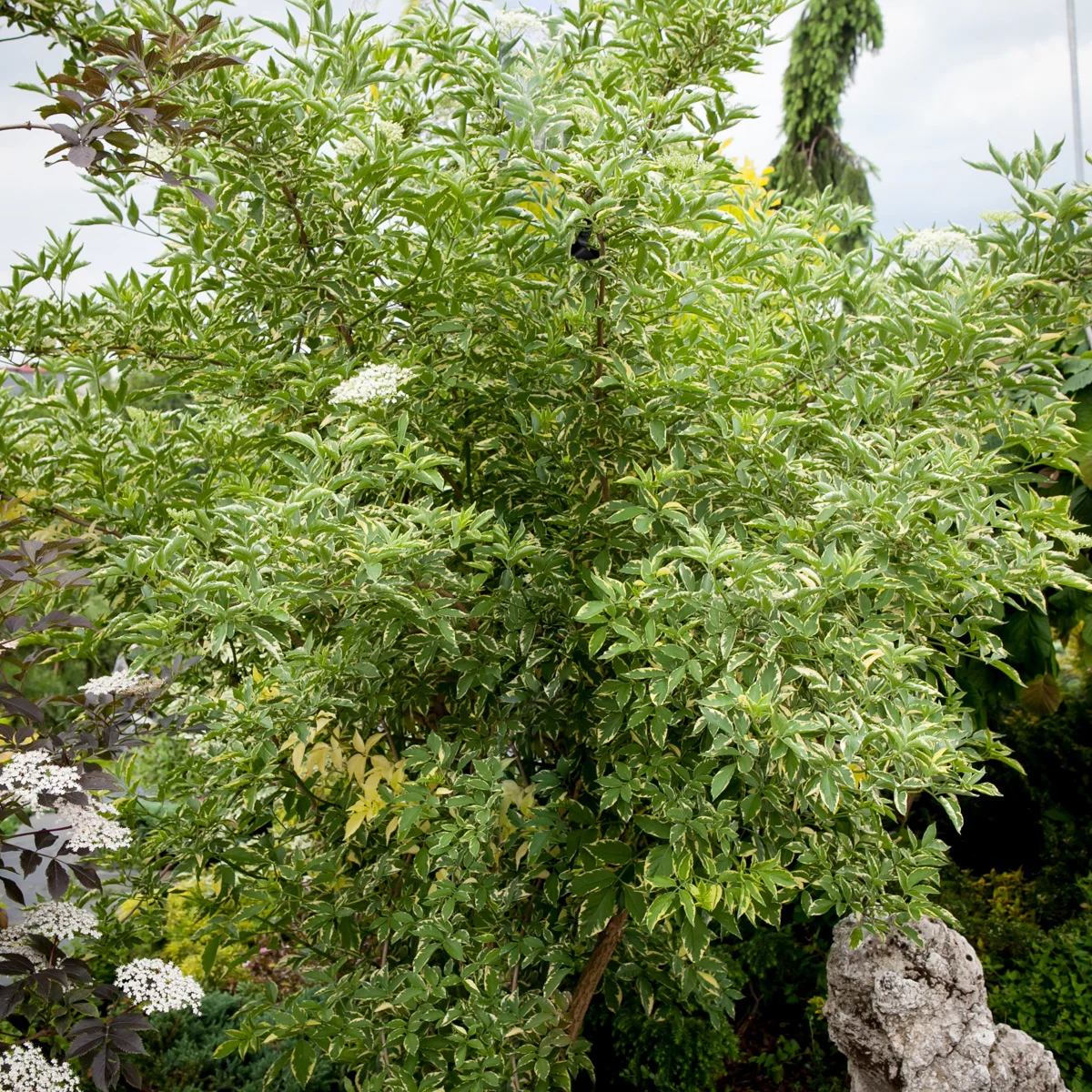 Bez czarny Auremarginata