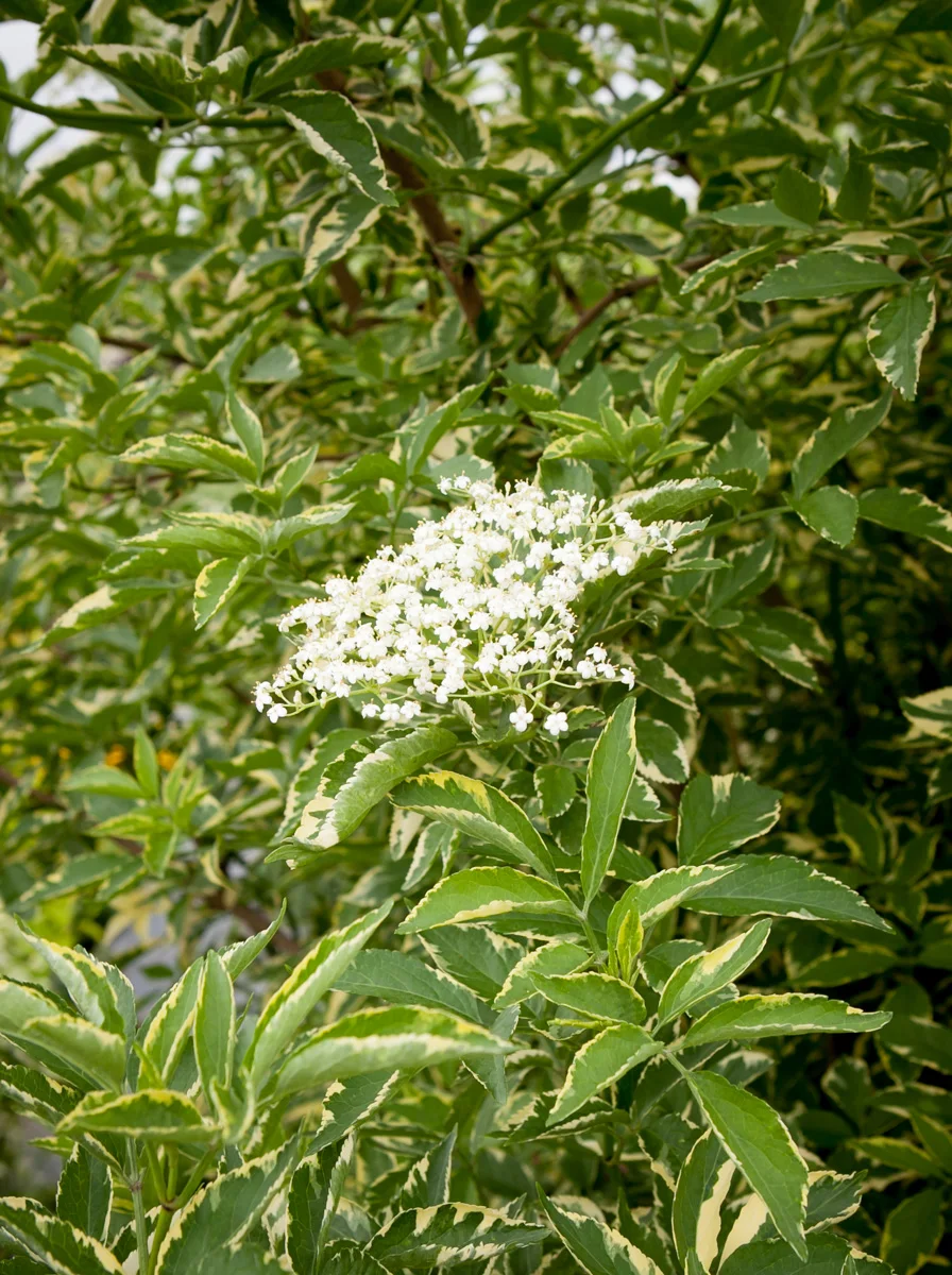 Bez czarny Auremarginata