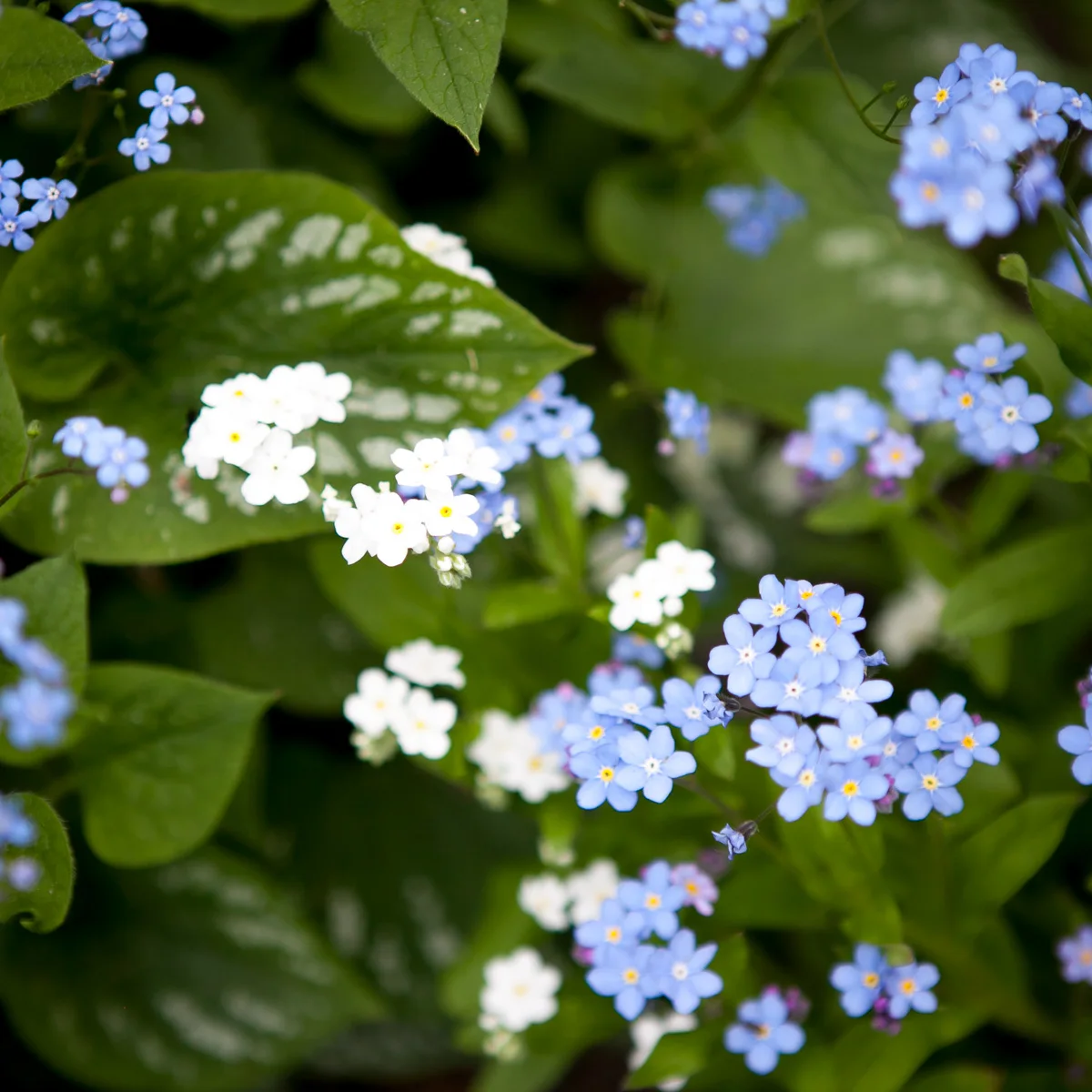 Brunera wielkolistna Langtrees