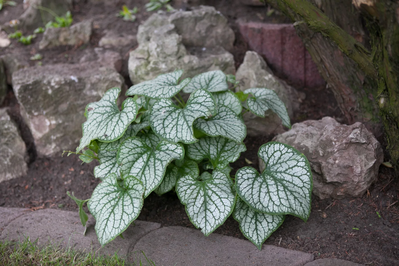 Brunera wielkolistna 'Jack Frost'