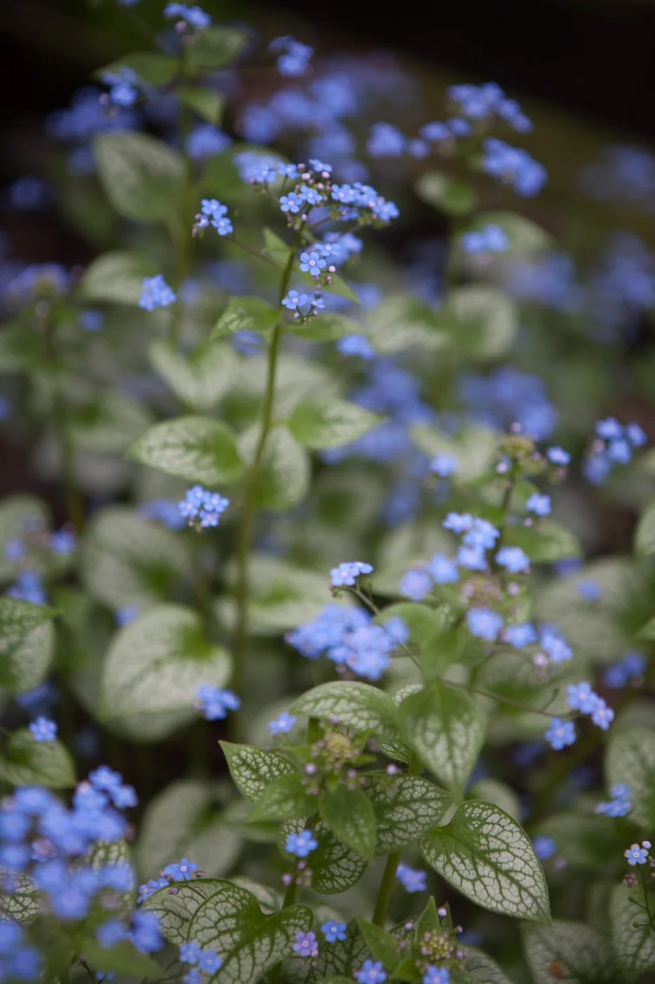 Brunera wielkolistna 'Jack Frost'