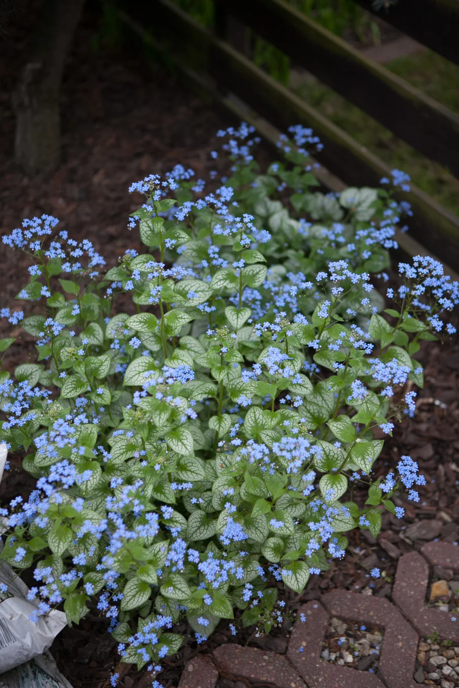 Brunera wielkolistna 'Jack Frost'