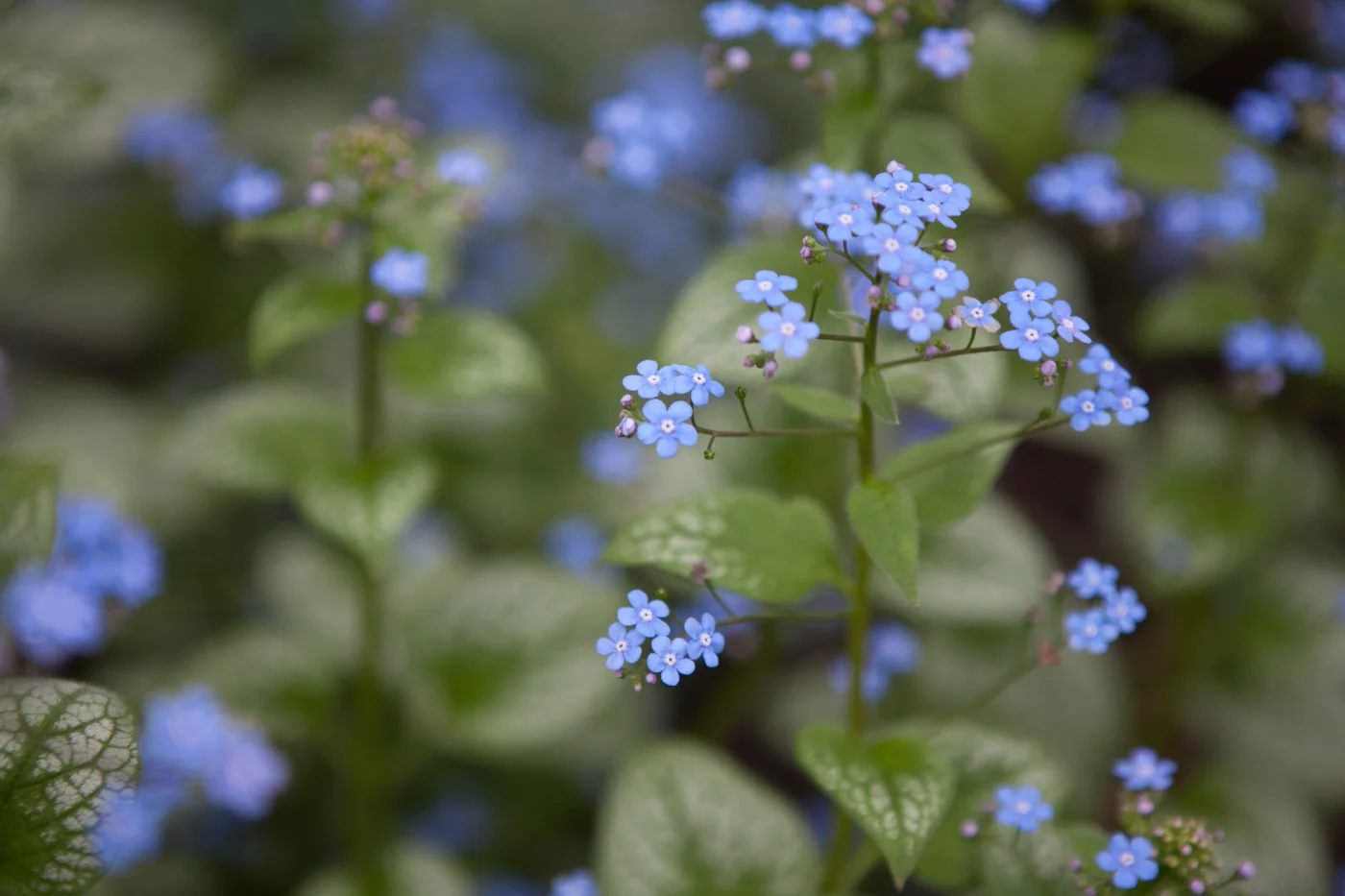 Brunera wielkolistna 'Jack Frost'