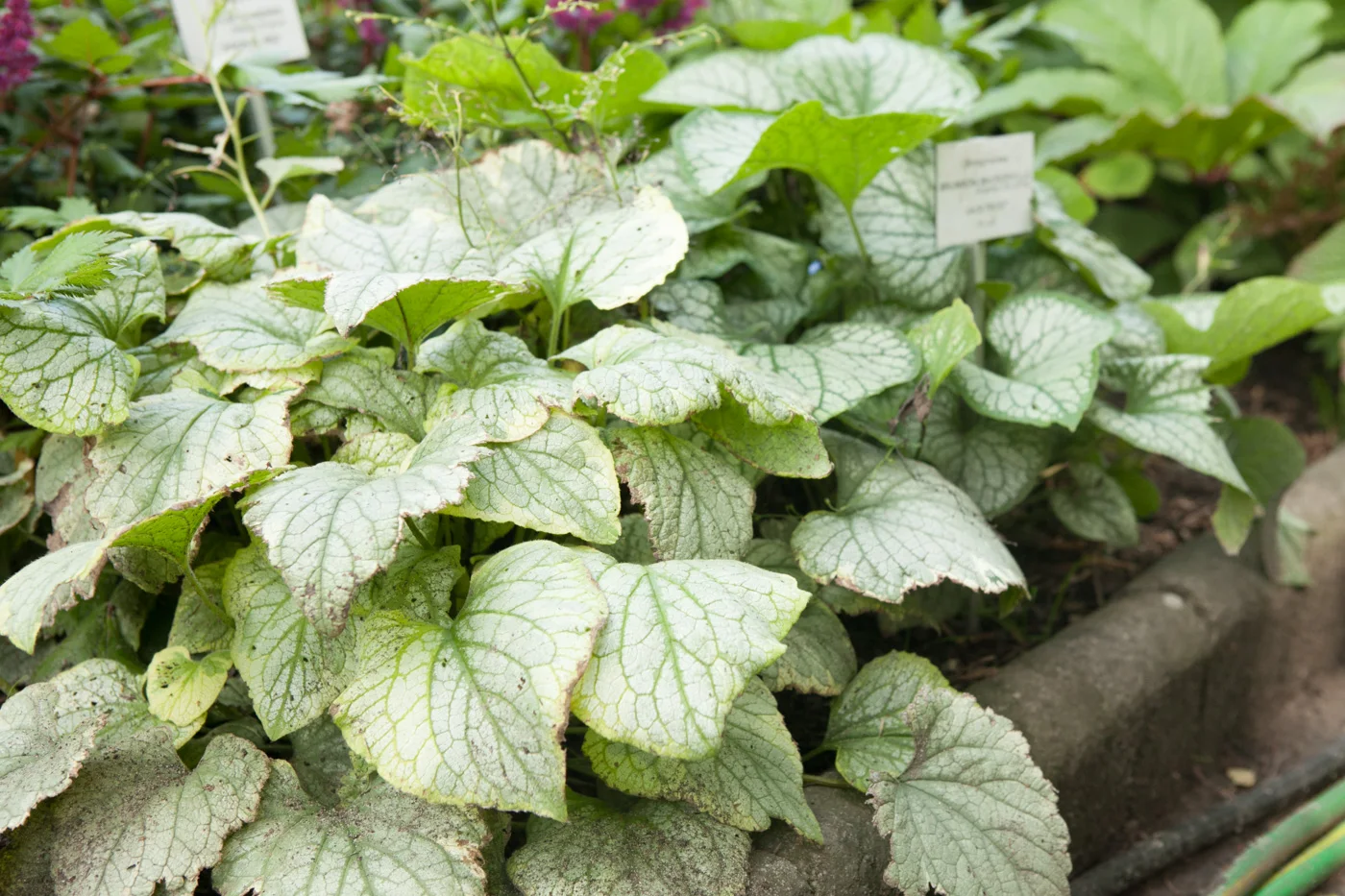 Brunera wielkolistna 'King's Ransom'