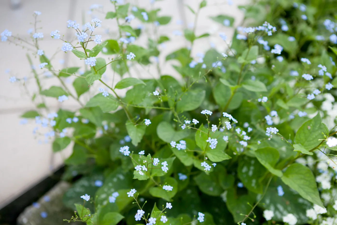 Brunera wielkolistna 'Langtrees'