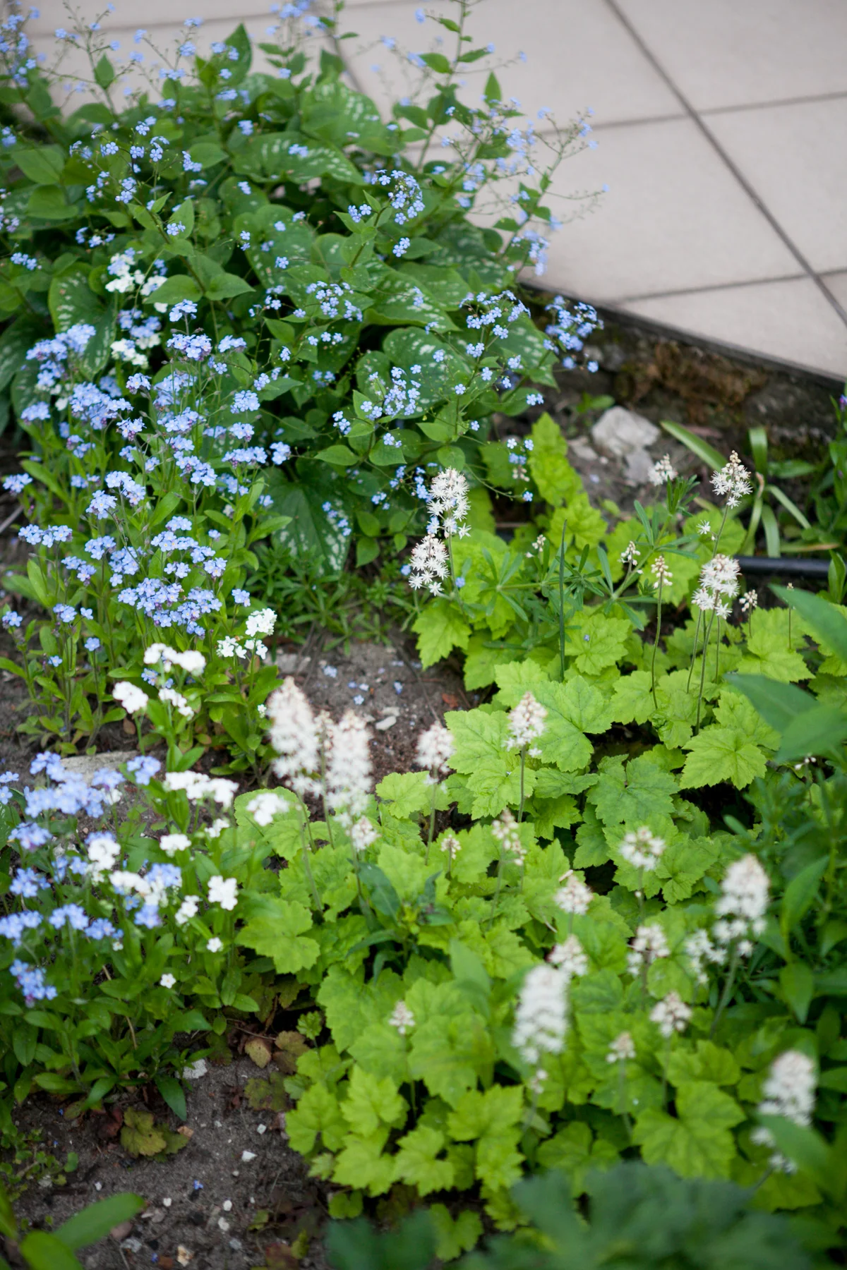 Brunera wielkolistna 'Langtrees', Tiarella sercolistna