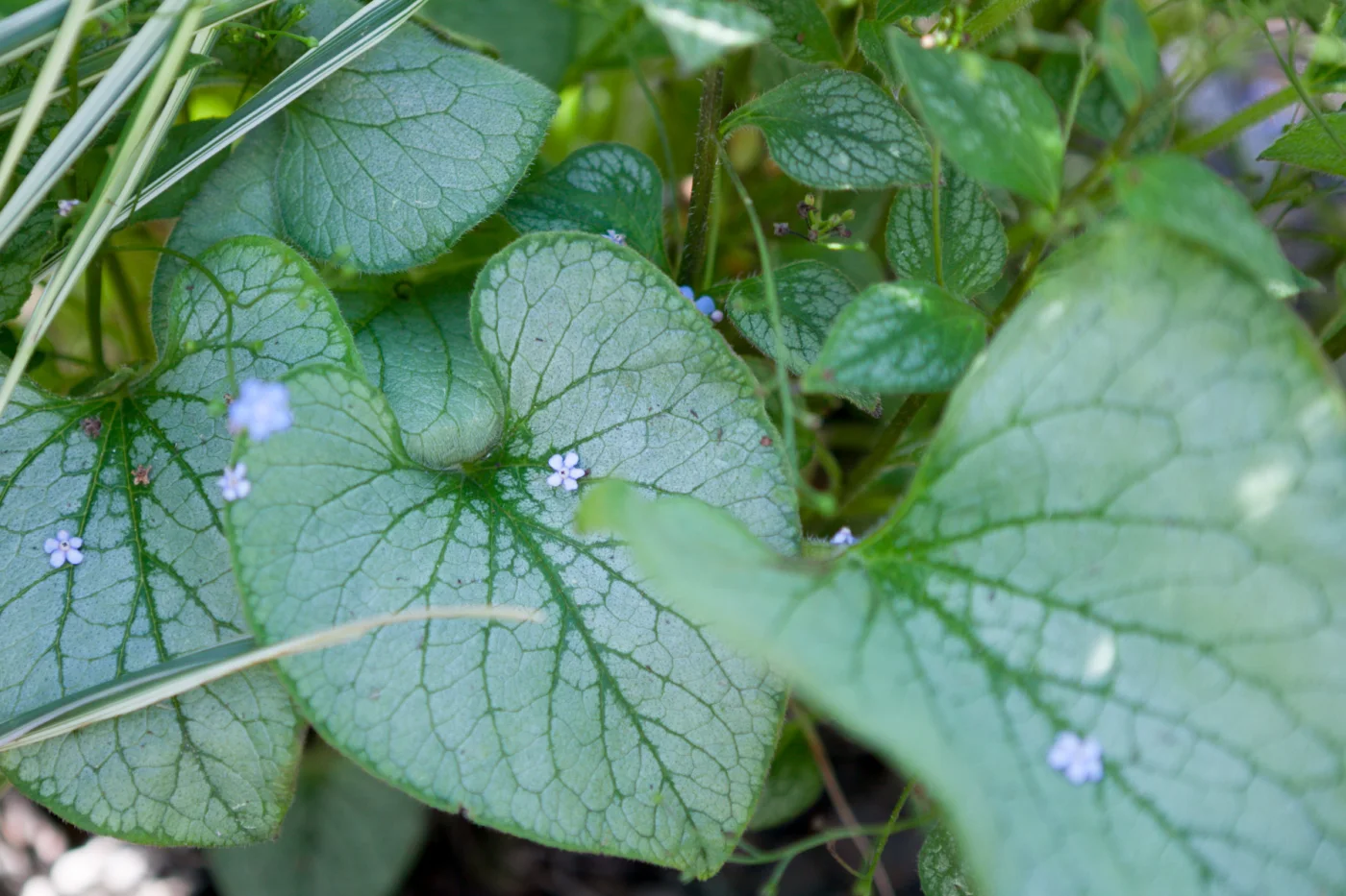 Brunera wielkolistna 'Looking Glass'