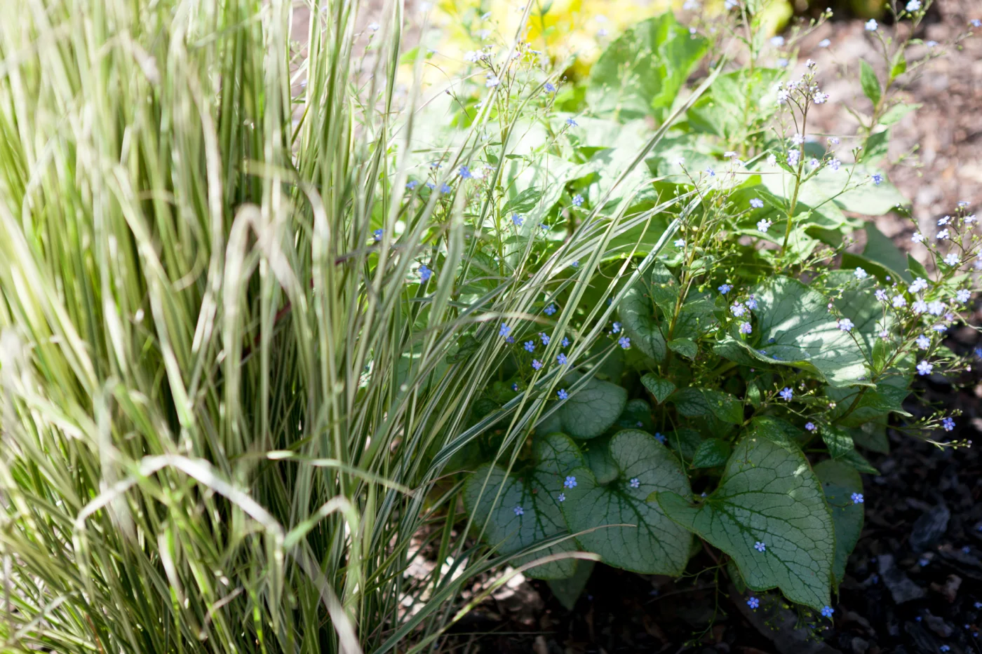 Brunera wielkolistna 'Looking Glass', Trzcinnik ostrokwiatowy 'Overdam'