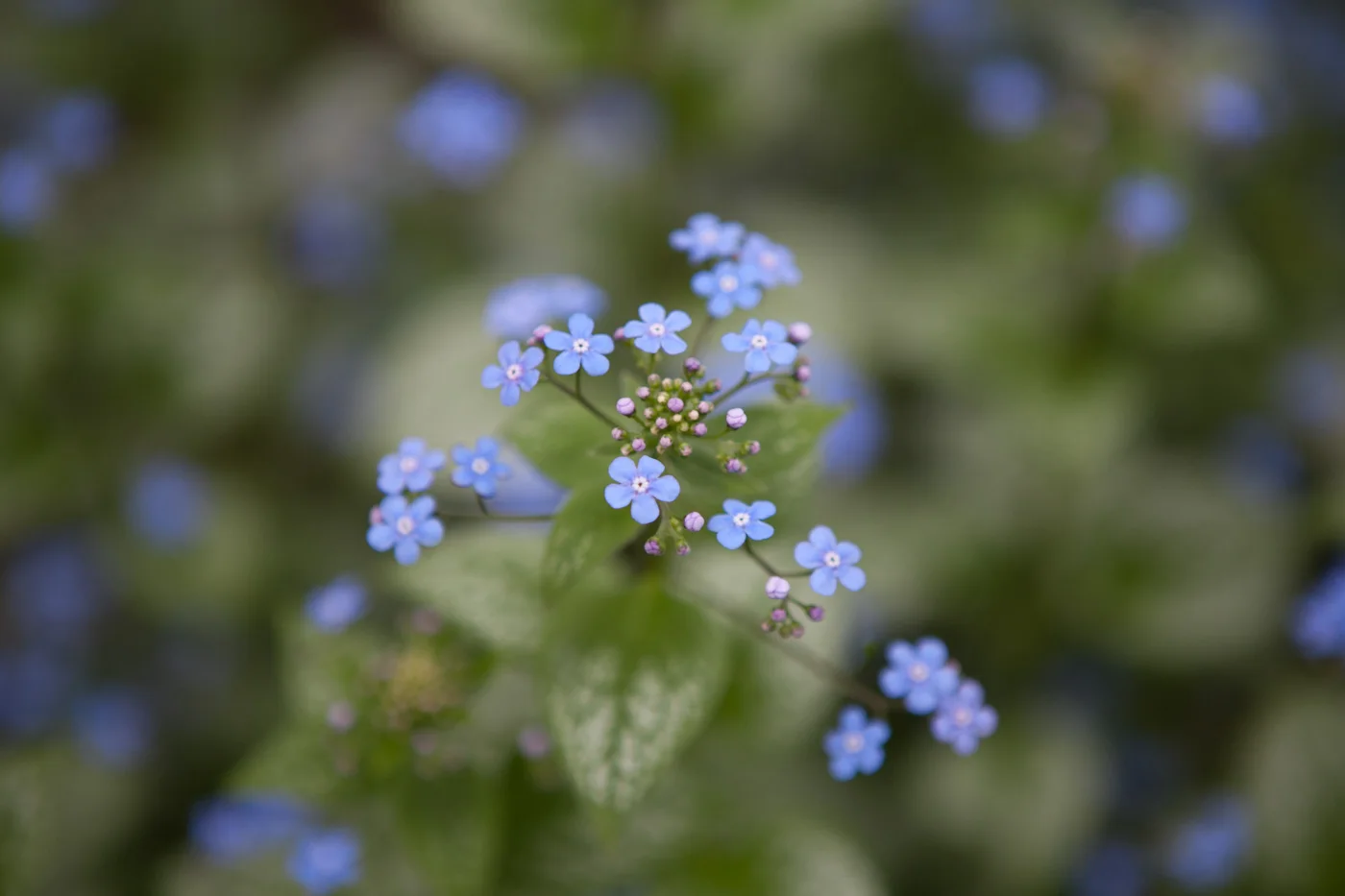 Brunera wielkolistna 'Sea Heart'