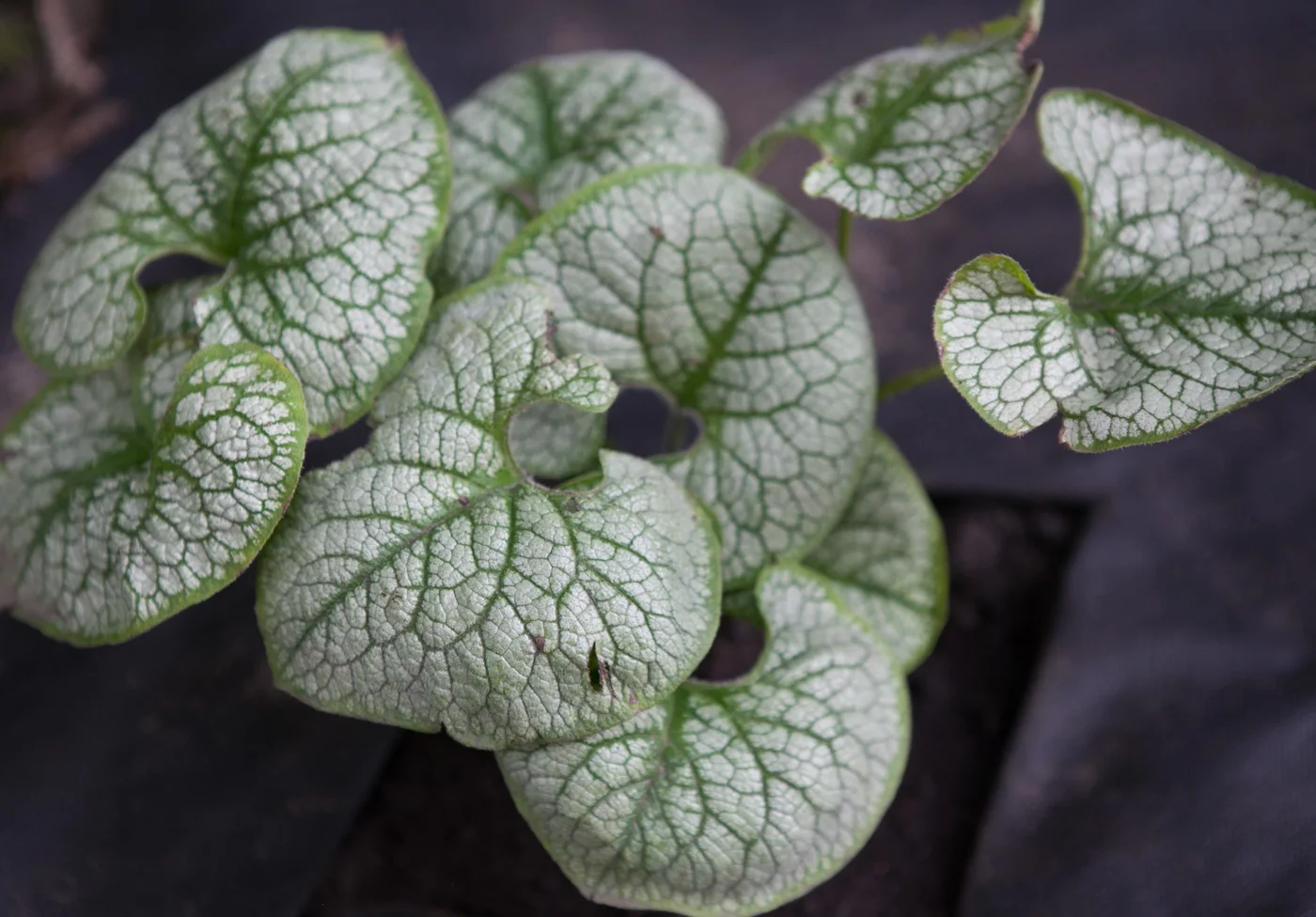 Brunera wielkolistna 'Sea Heart'