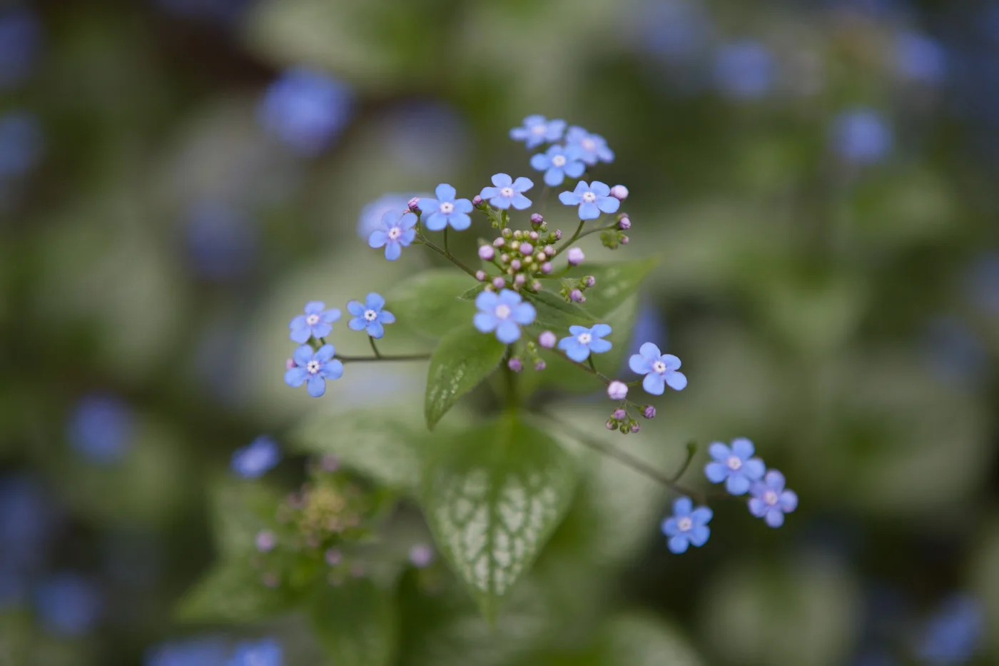 Brunera wielkolistna 'Sea Heart'