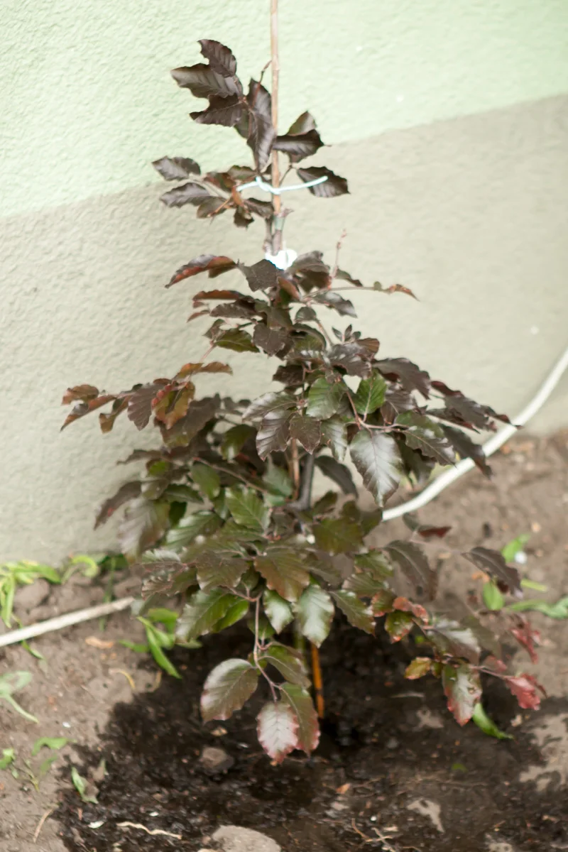 Buk pospolity Purpurea Pendula